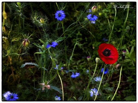 A Lovely Clump of Flora