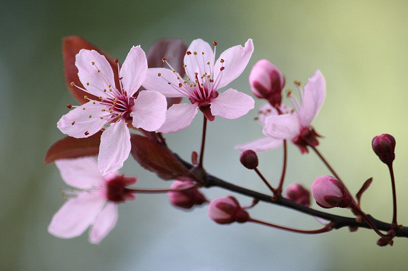 Pink cherry flowers