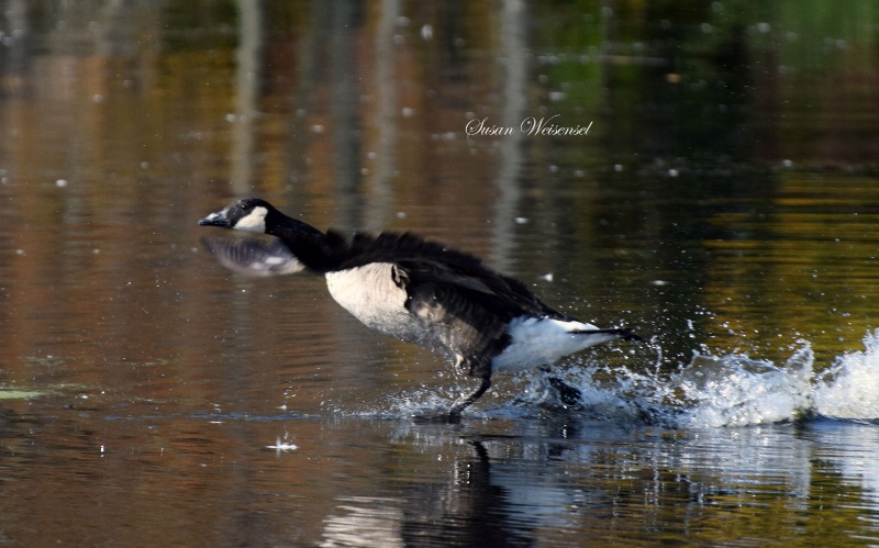 Tip Toes on the Water