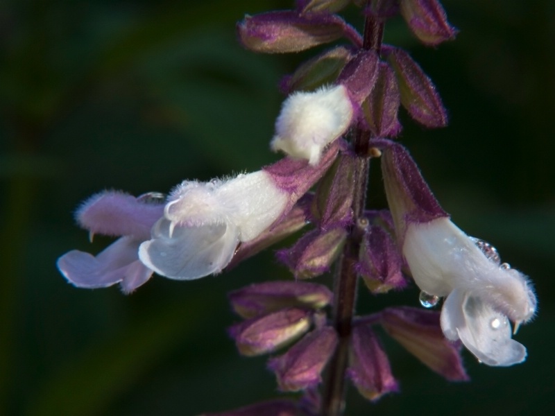 Flower with water drops