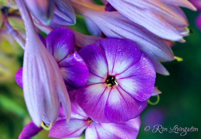 Flowery Friends