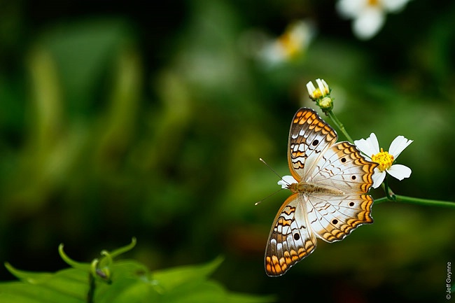 White Peacock Butterfly - ID: 14682415 © Jeff Gwynne