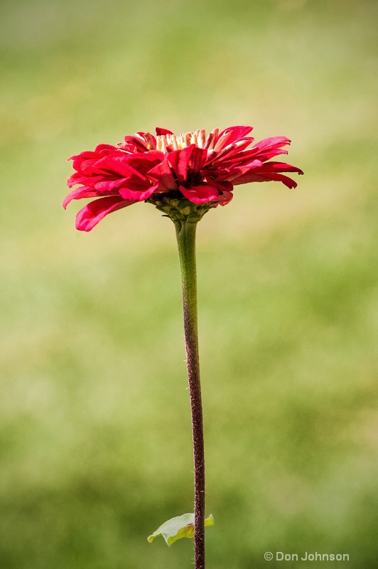 Red Flower Profile II 263