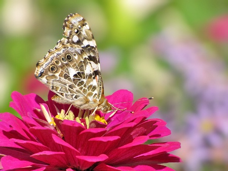 Painted Lady