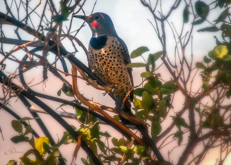 Northern Flicker