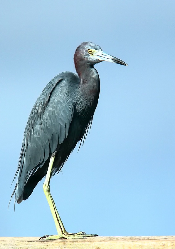 Little Blue Heron