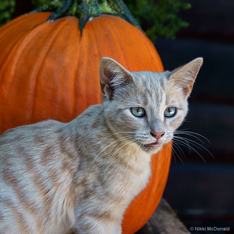October Kitten #3