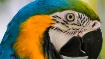 An Eye For Color!