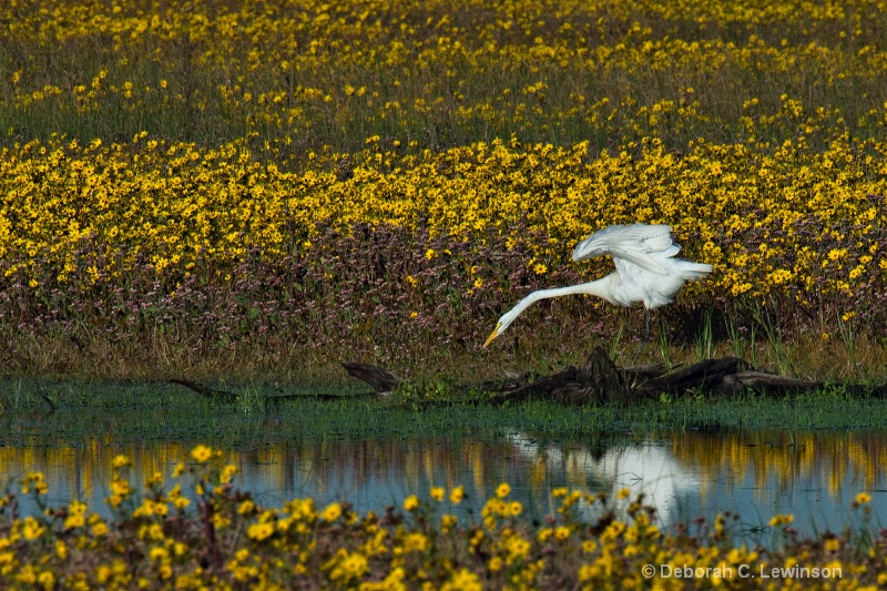 Egret in the Flowers