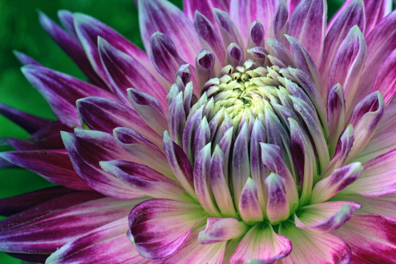 Delectable Dahlia