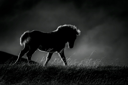 Backlit Pony 