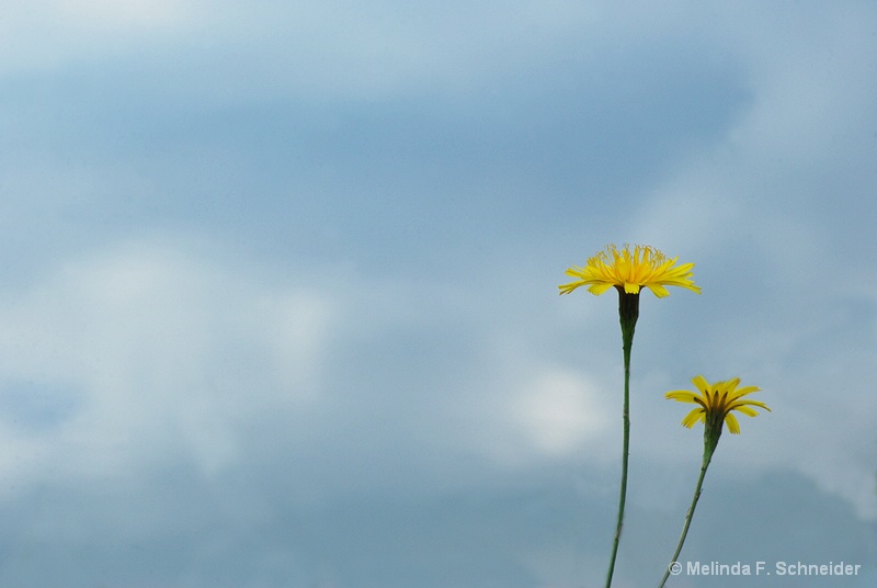 Dandelions Against the Sky