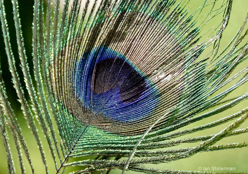Peacock's Feather