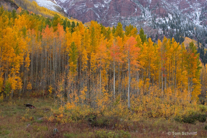 Maroon Creek Aspens