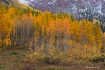 Maroon Creek Aspe...