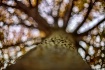 ~ Looking Up ~