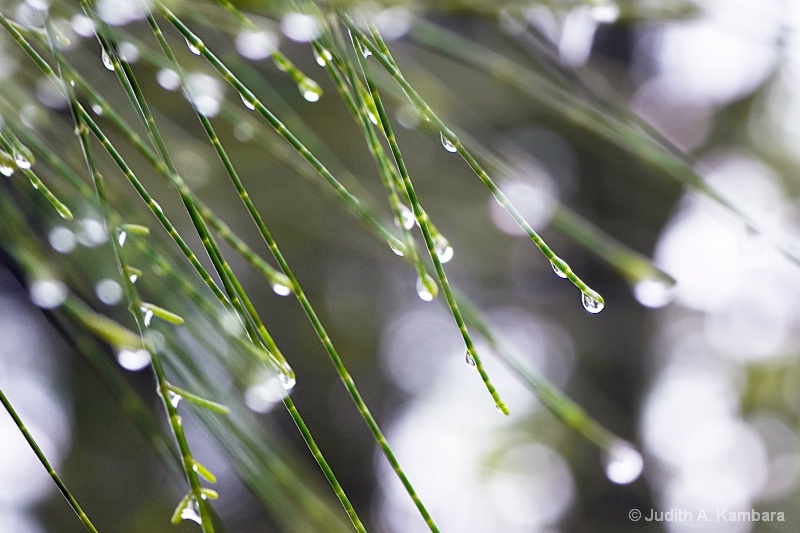 pine needles and dew drops