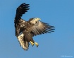 Eagle Landing Pos...