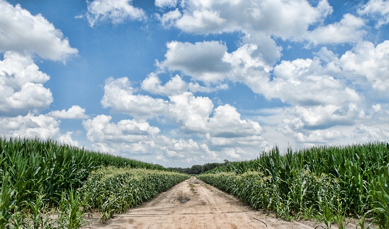 South Georgia Corn Field