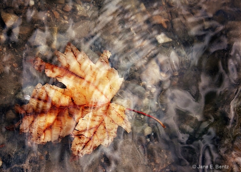 Leaf Under Water - ID: 14684771 © Jane E. Bentz
