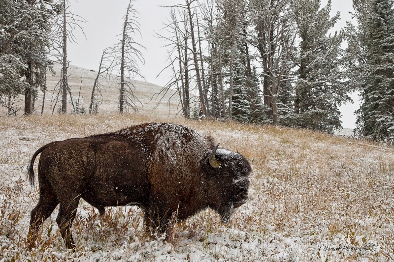 First Snow