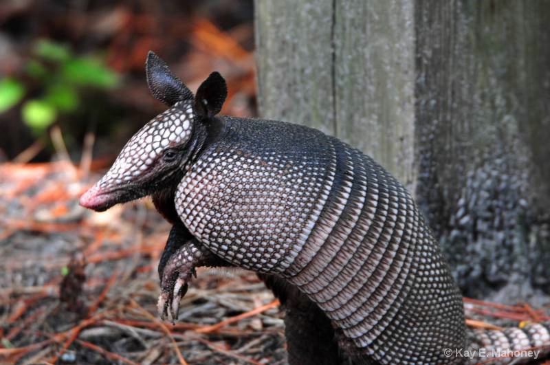 Armadillo