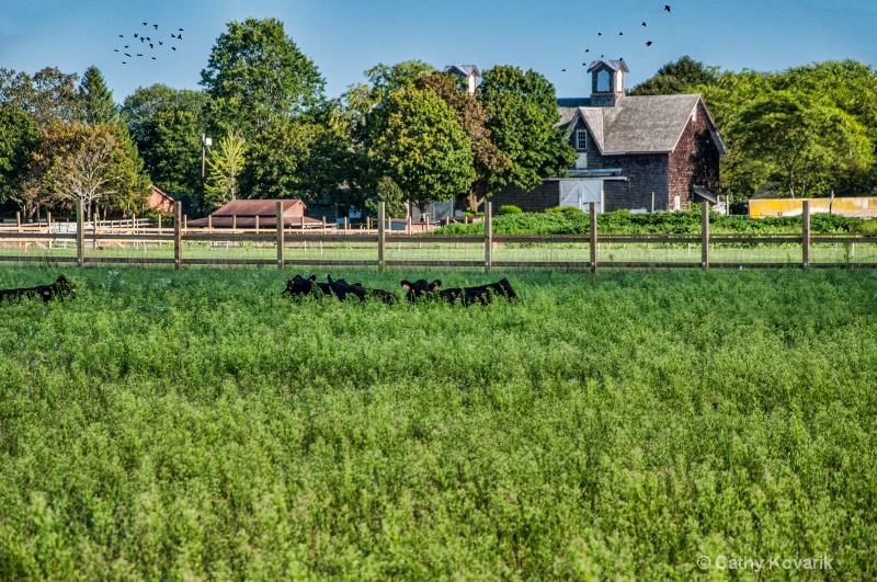 Resting Cows