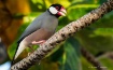 A Bird Of Paradis...