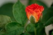 Pinata Rose