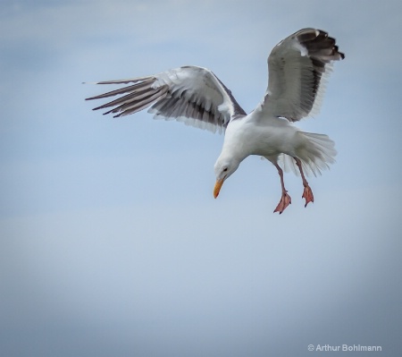 Herring Gull