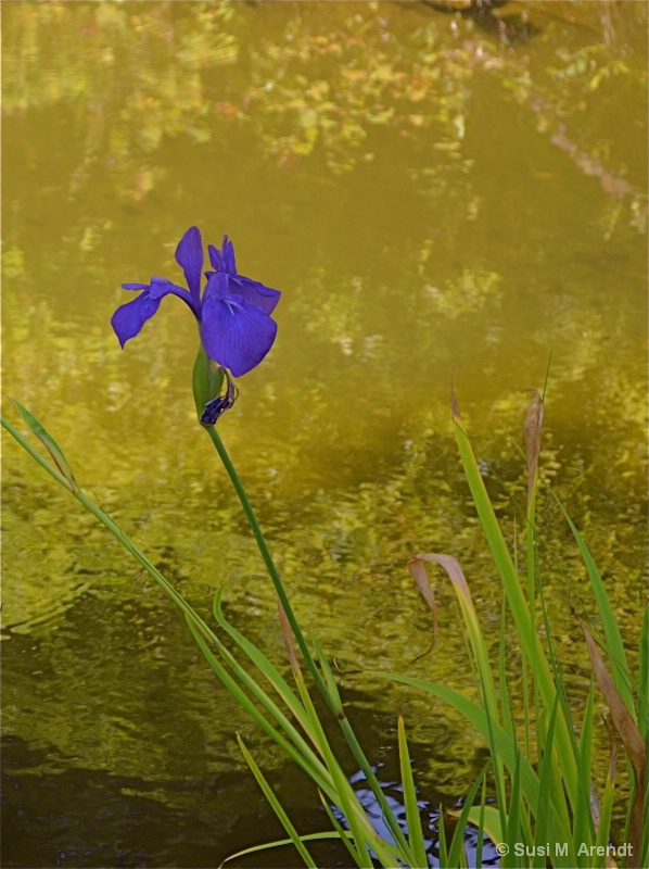 Iris at GG Park - ID: 14685959 © Susanne M. Arendt