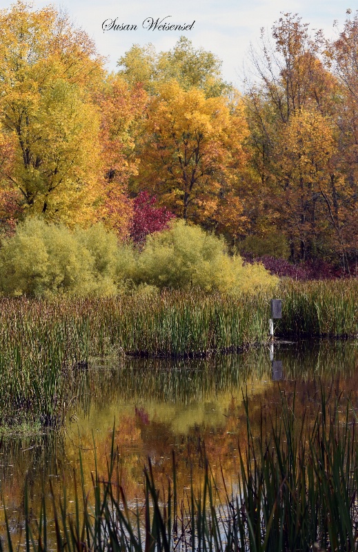 Fall Foliage