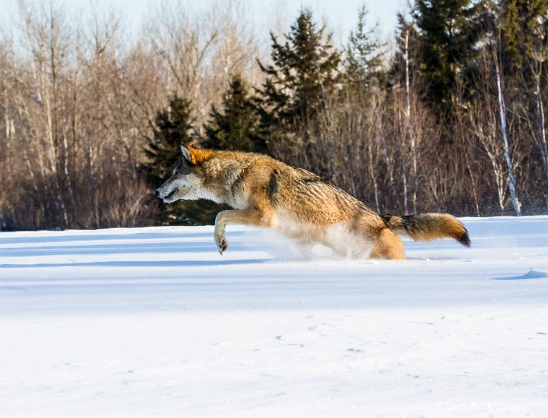 winter wolf photos 2014 036-5 - ID: 14686415 © Dan Hoffmann