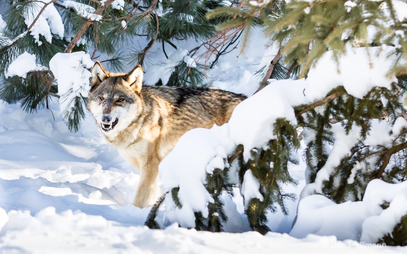 winter wolf photos 2014 151-35 - ID: 14686416 © Dan Hoffmann