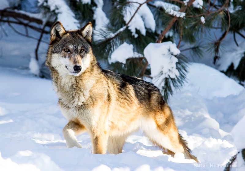 winter wolf photos 2014 155-39 - ID: 14686417 © Dan Hoffmann