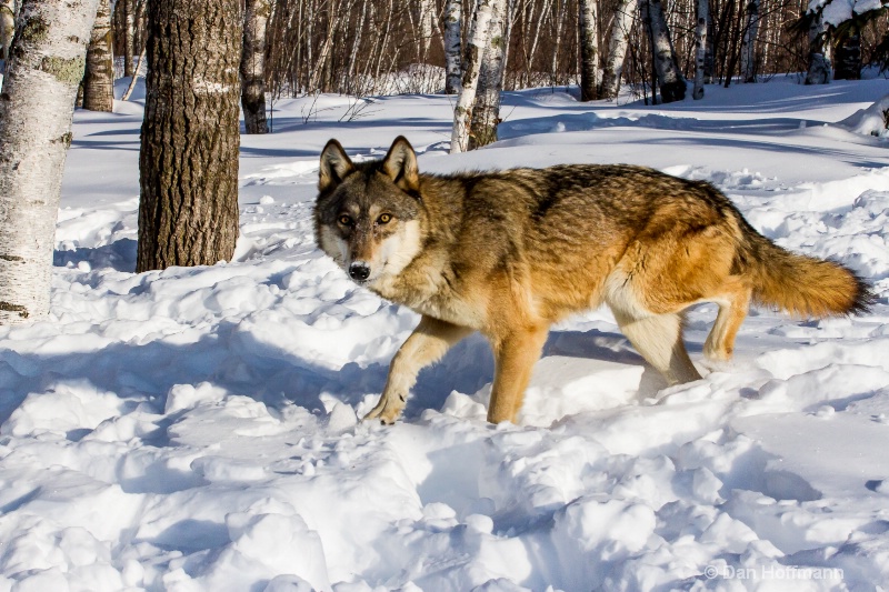 winter wolf photos 2014 362-104 - ID: 14686418 © Dan Hoffmann