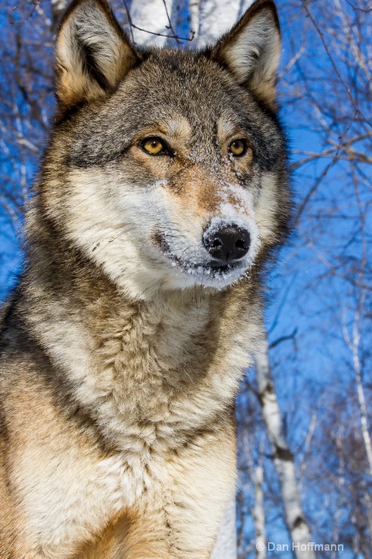 winter wolf photos 2014 391-108 - ID: 14686419 © Dan Hoffmann