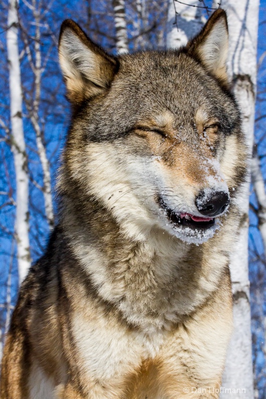 winter wolf photos 2014 394-110 - ID: 14686420 © Dan Hoffmann