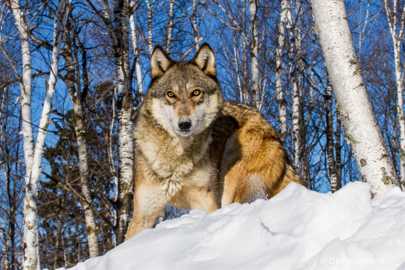 winter wolf photos 2014 429-132 - ID: 14686421 © Dan Hoffmann