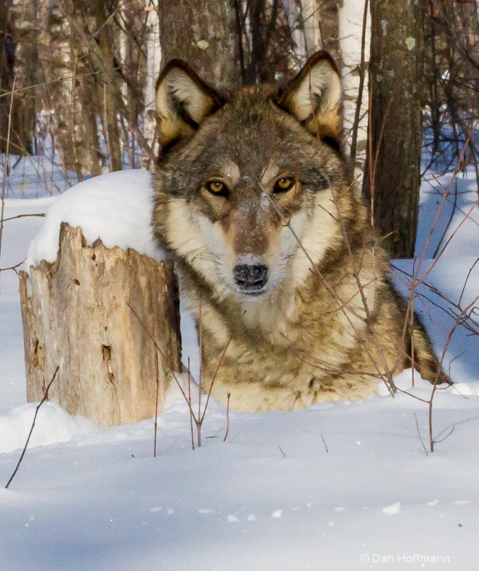 winter wolf photos 2014 718-208 - ID: 14686423 © Dan Hoffmann