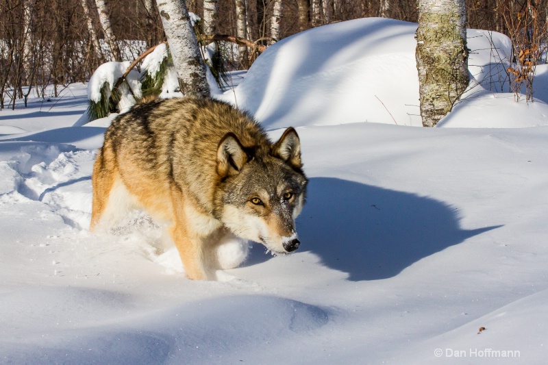 winter wolf photos 2014 736-222 - ID: 14686424 © Dan Hoffmann