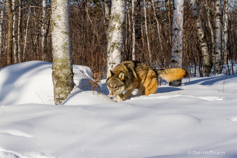 winter wolf photos 2014 746-228 - ID: 14686425 © Dan Hoffmann