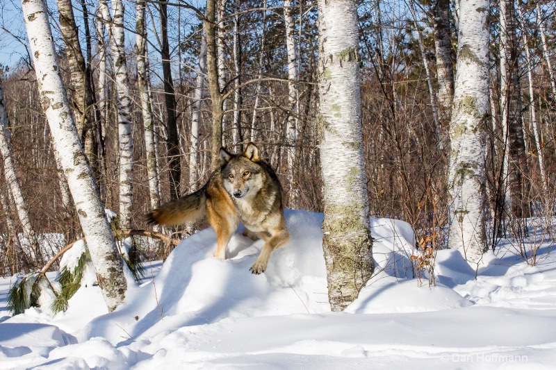 winter wolf photos 2014 785-229 - ID: 14686426 © Dan Hoffmann