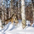 © Dan Hoffmann PhotoID # 14686426: winter wolf photos 2014 785-229