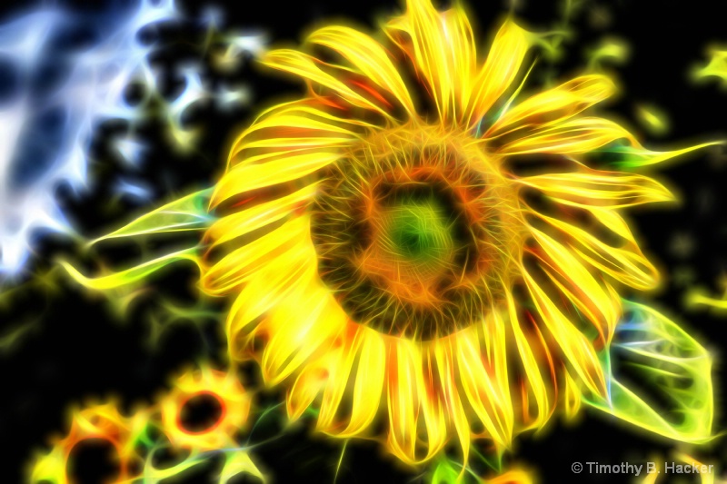 Sunflower Abstract 3