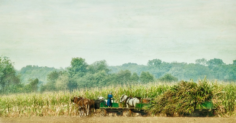 Amish Harvesting  Corn