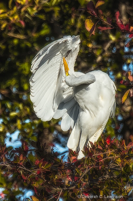 Grooming Egret