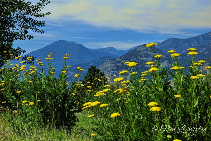 Wild Yarrow