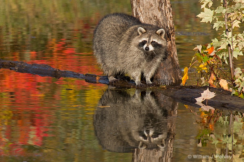  98a0850 raccoon t - ID: 14686680 © William J. Pohley
