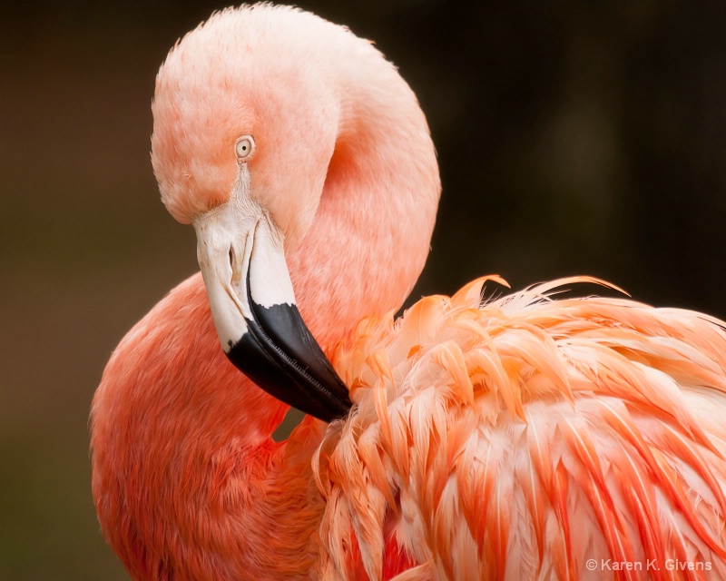 Flaming Flamingo